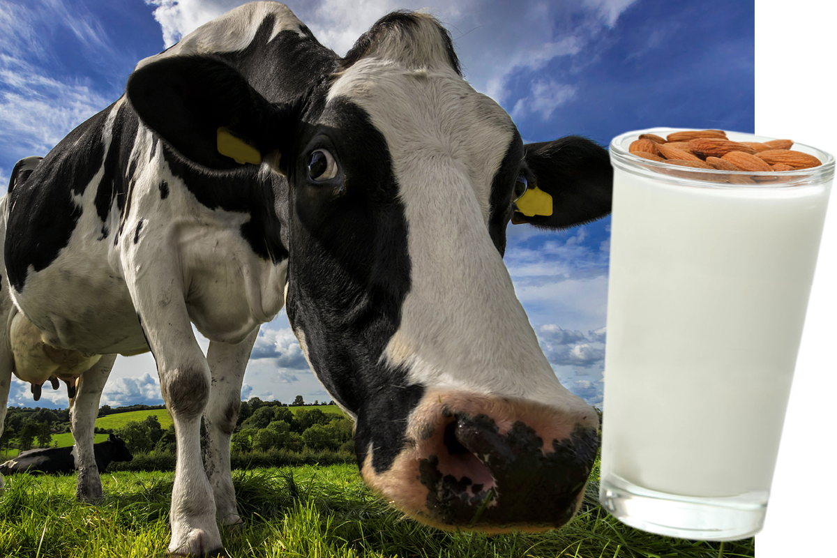 Nutrition Debate on Cow's Milk Vs Plant Milk